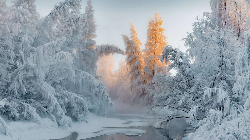 зима, лес, снег, деревья (horizontal)