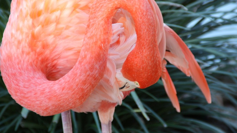 фламинго, HD, 4k, сан диего, зоопарк, птица, красные, перья, туризм, водоем (horizontal)