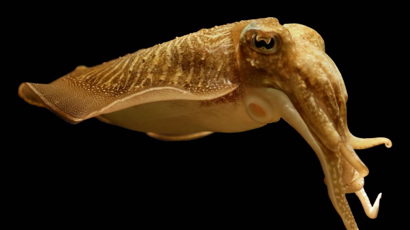 каракатица, камуфляж, существа подводного мира (horizontal)
