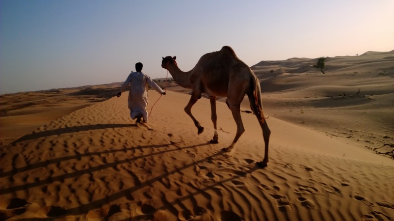 верблюд, пустыня, караван, дюна, Абу Даби (horizontal)