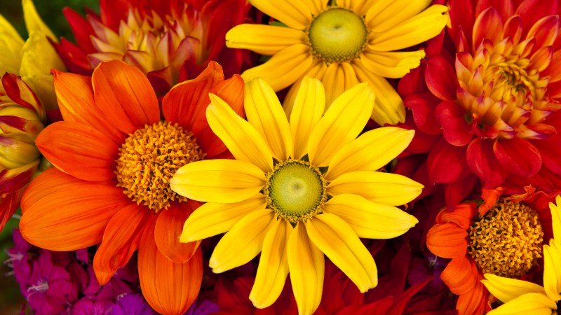 Гербера, 5k, 4k, осень, цветы, букет цветов (horizontal)