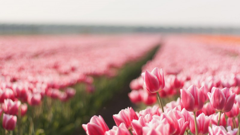 Тюльпан, 4k, HD, весна, цветок, поле (horizontal)