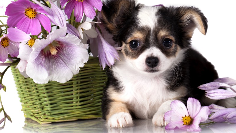 Чихуахуа, щенок, собака, цветок, животное (horizontal)