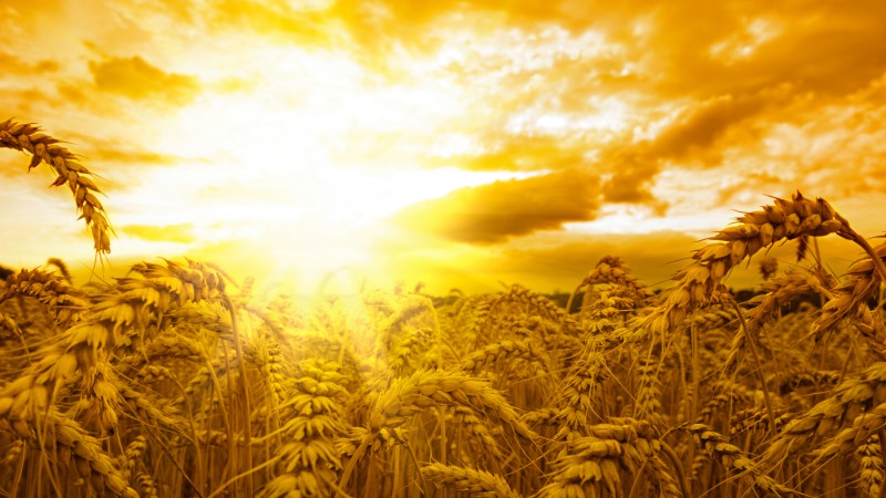 Пшеница, 5k, 4k, колосья, солнце, небо, желтый (horizontal)