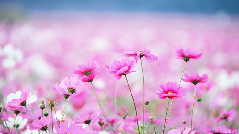 Полевые цветы, HD, 4k, поле, розовый, цветок (horizontal)