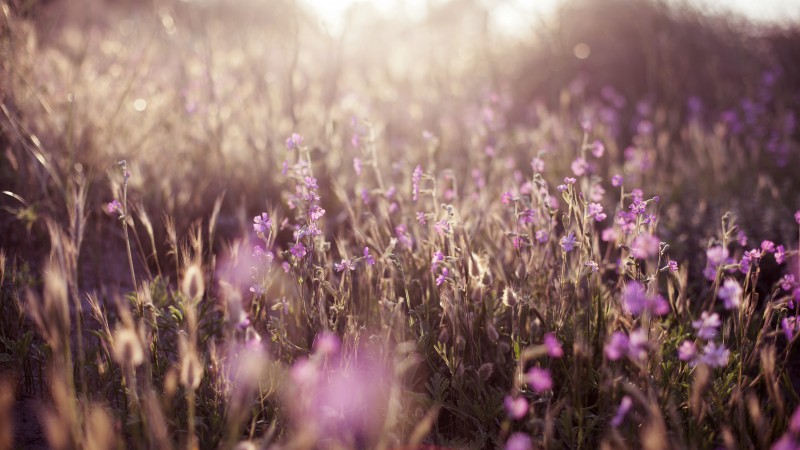 Поле, 5k, 4k, цветы, солнце, фиолетовый (horizontal)
