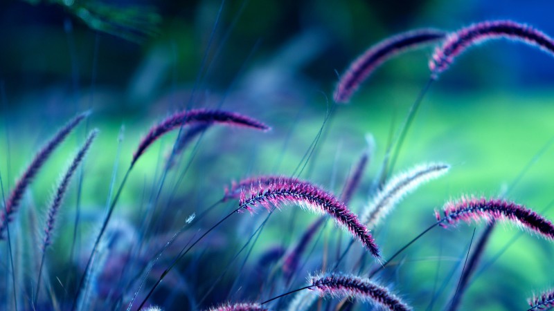 Трава, 5k, 4k, фиолетовый, колосья (horizontal)