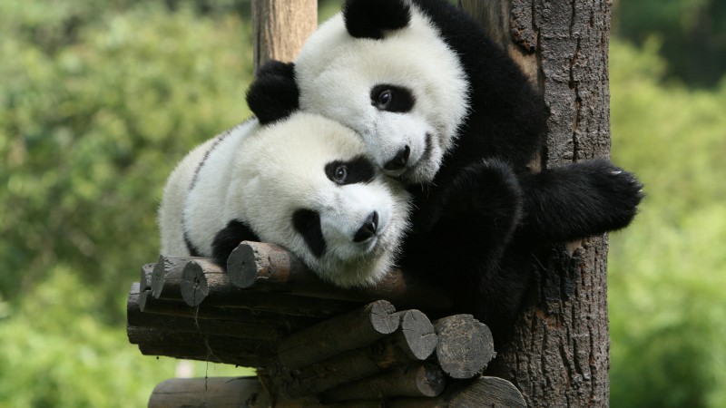 Панда, зоопарк, Китай,  (horizontal)