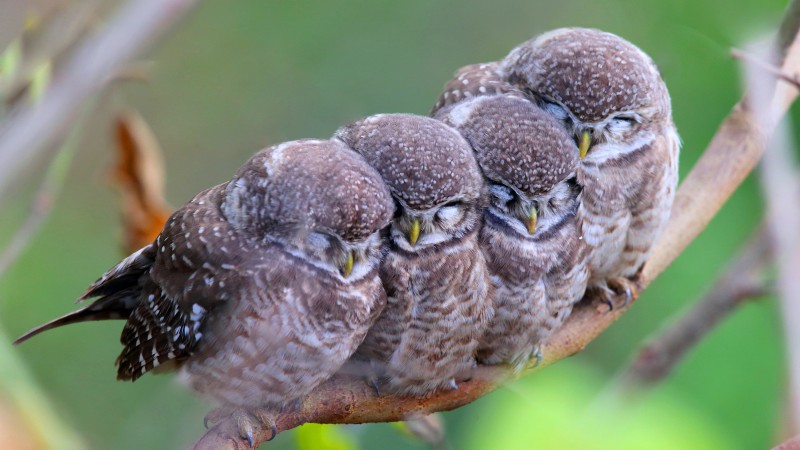 Пятнистая сова, совы, птицы, мама, малыши, милые животные (horizontal)