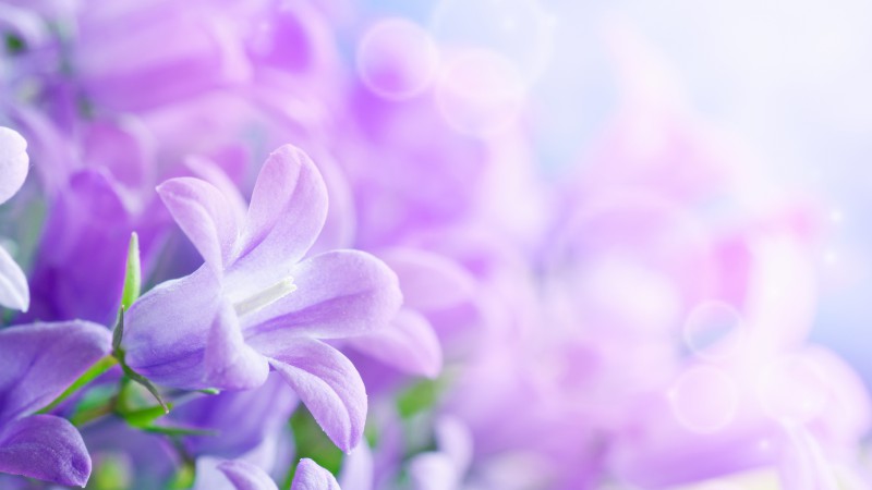 Утренняя глория, 5k, 4k, 8k, фиолетовый, цветы, лучи (horizontal)