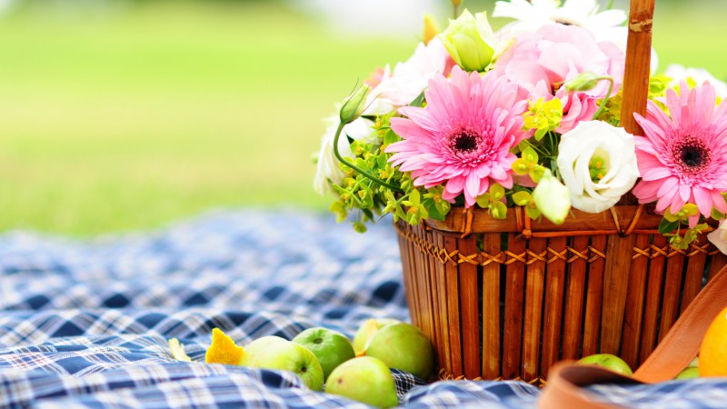 Гербера, 4k, HD, цветы, пикник, корзина, яблоко (horizontal)