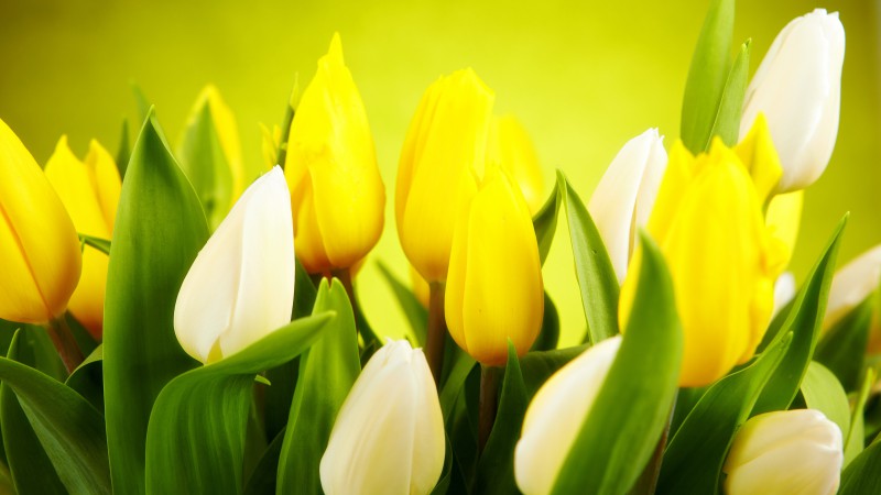 Тюльпан, 4k, HD, Весна, цветок, желтый (horizontal)