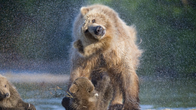 Медведи, вода, моются (horizontal)