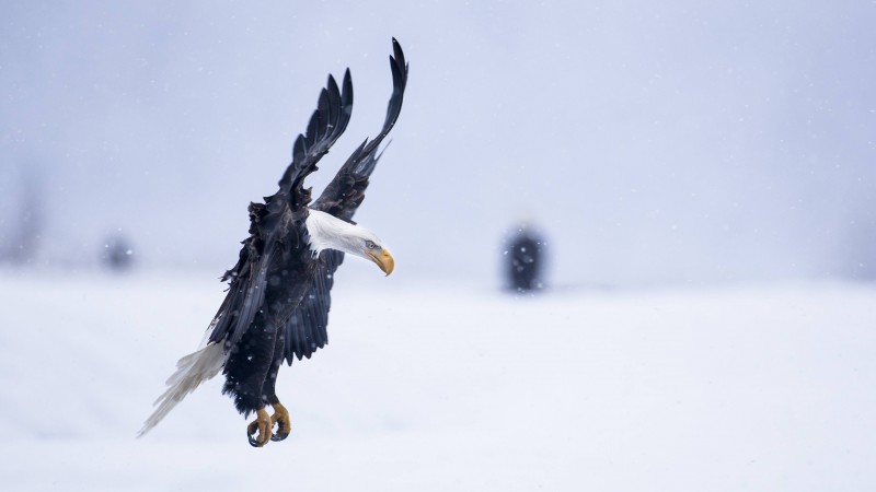 Орел, 5k, 4k, Аляска, полет, зима, снег (horizontal)