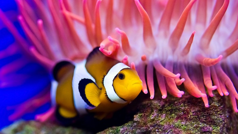 Рыба-клоун, дайвинг, Красное море, кораллы, лучшее в мире место для дайвинга (horizontal)