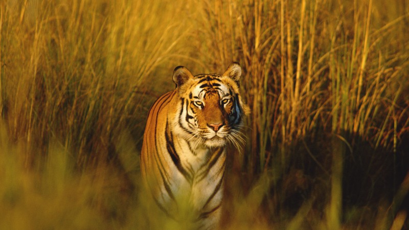Бенгальский тигр, тигр, охотник, хищник (horizontal)