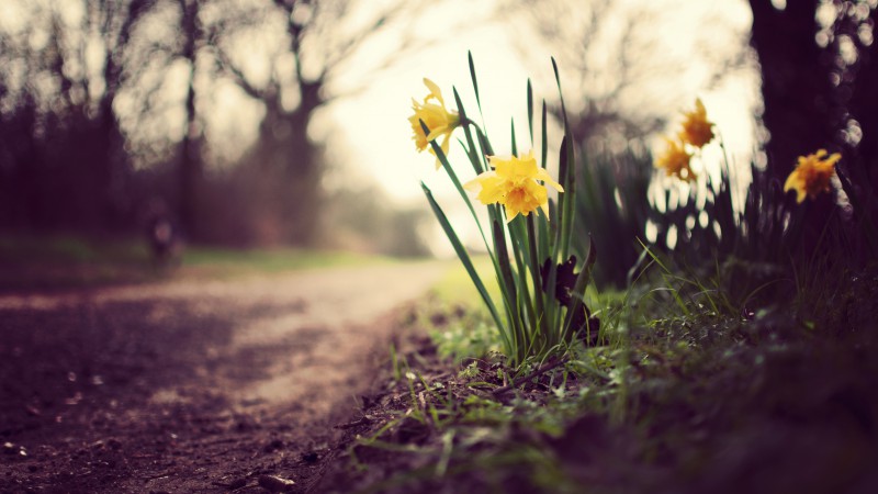 Нарциссы, 5k, 4k, цветы, весна, природа (horizontal)