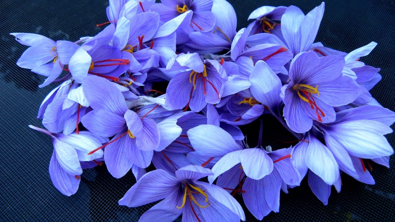 шафран, 4k, HD, цветы, весна (horizontal)