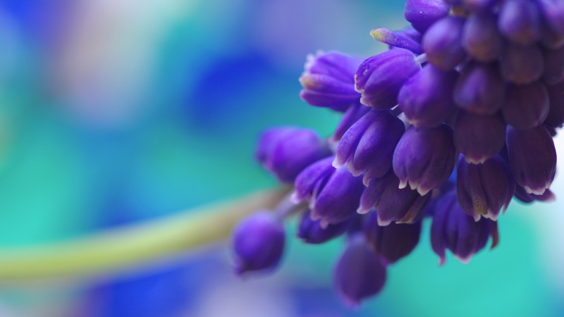 Мускари, 5k, 4k, цветы, фиолетовый (horizontal)
