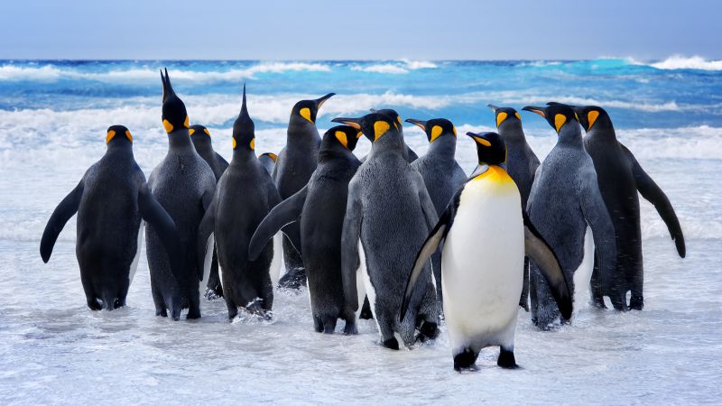 Пингвин, снег, океан, милые животные, забавный (horizontal)
