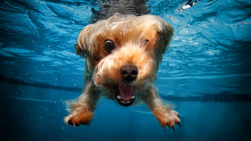 терьер, собака, под водой, милые животные, забавный (horizontal)