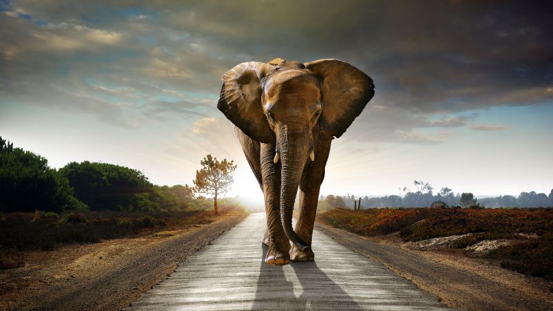 Слон, закат, дорога, природа (horizontal)