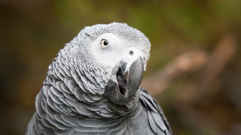 Жако, Африканский серый попугай, милые животные, забавный, размытие (horizontal)
