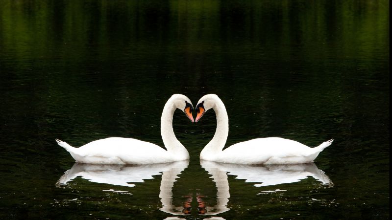Лебедь, пара, озеро, милые животные, любовь (horizontal)