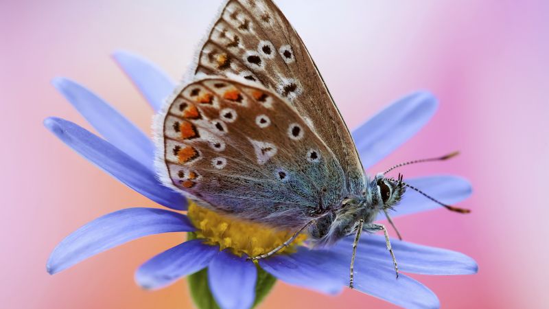 Артемида, бабочка, макро, цветок (horizontal)