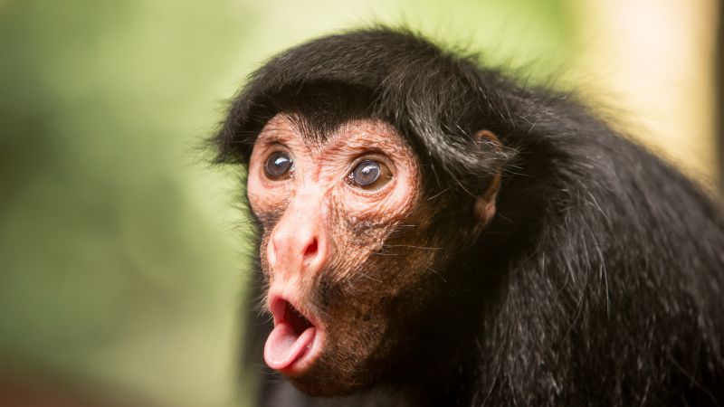 Шимпанзе, обезьяна, милые животные, забавный (horizontal)