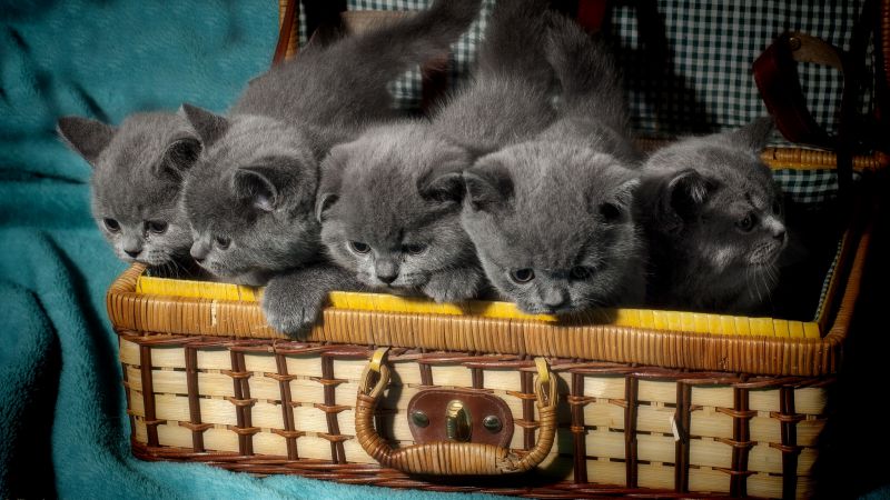 Британский кот, котенок, милые животные, смешно, корзина (horizontal)