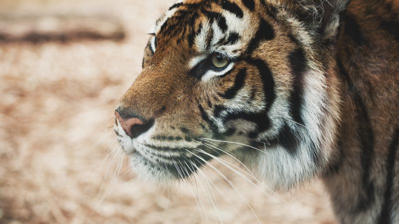 Тигр, саванна, взгляд, милые животные (horizontal)