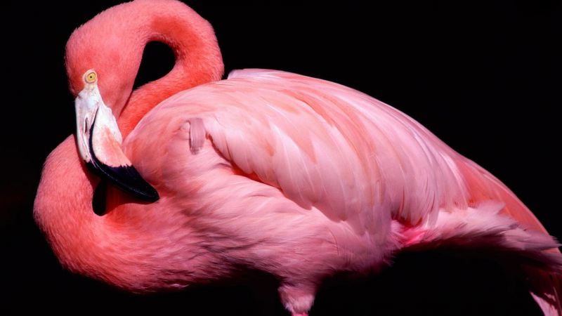 Фламинго, милые животные, розовый (horizontal)