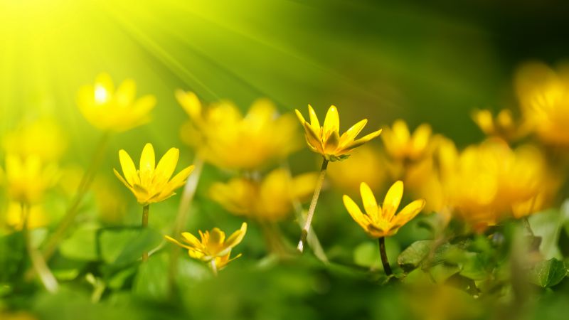 Цветы, 5k, 4k, желтый, зеленая трава (horizontal)
