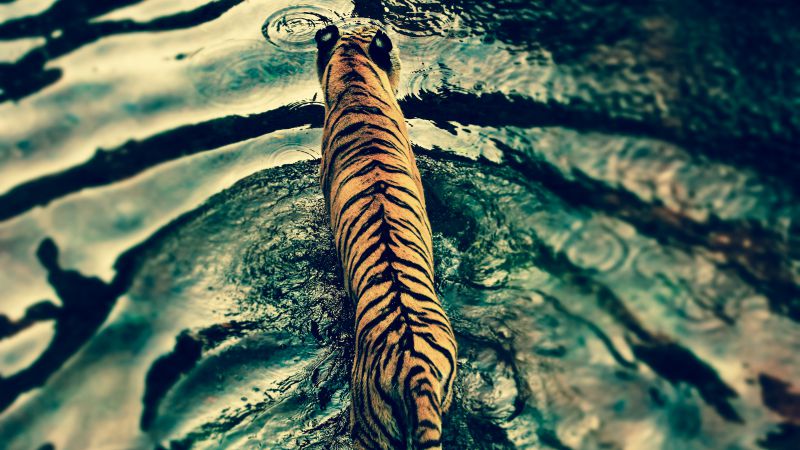 тигр, вода, милые животные (horizontal)