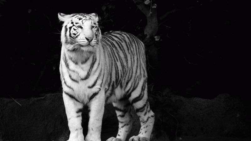Тигр, взгляд, милые животные (horizontal)