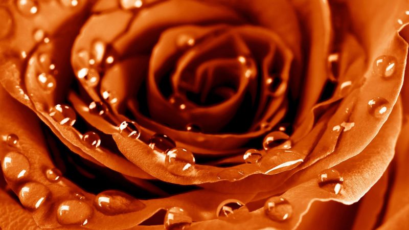 Роза, 4k, HD, капли, роса, цветок (horizontal)