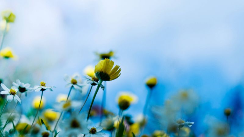Полевые цветы, 4k, HD, голубой (horizontal)