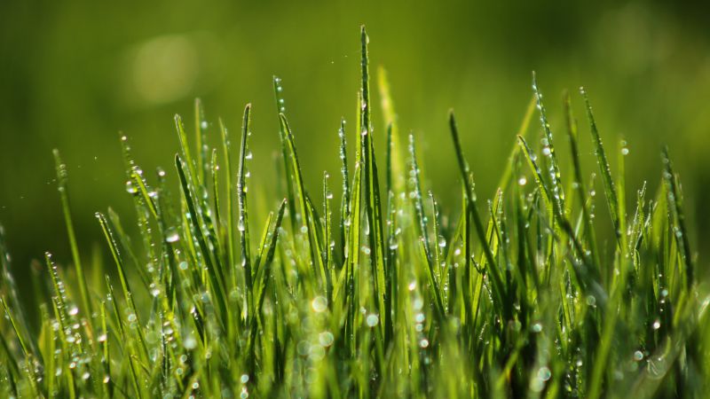 Зеленая трава, 4k, HD, 8k, поле, роса (horizontal)