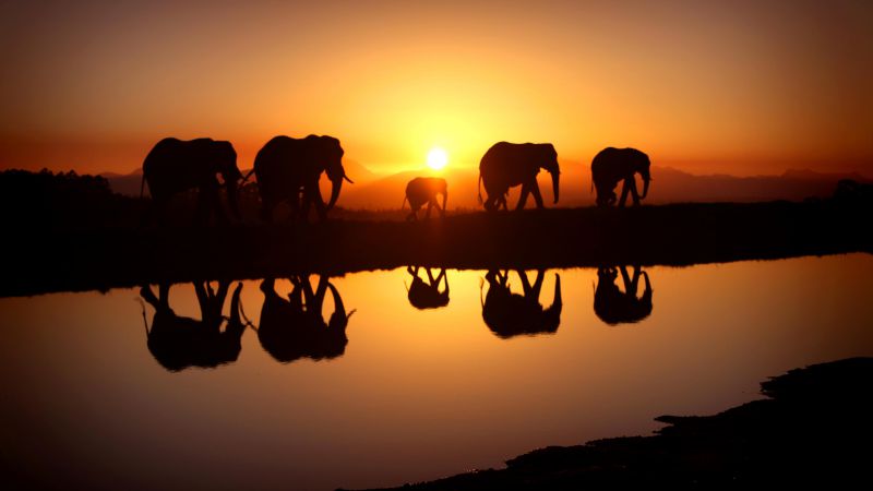 Слон, закат, вода (horizontal)