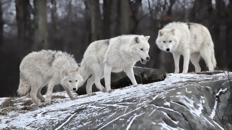Волк, лес, снег, милые животные (horizontal)