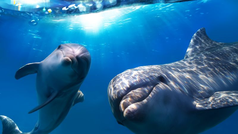 Дельфин, подводный мир, Лучшие места для дайвинга (horizontal)