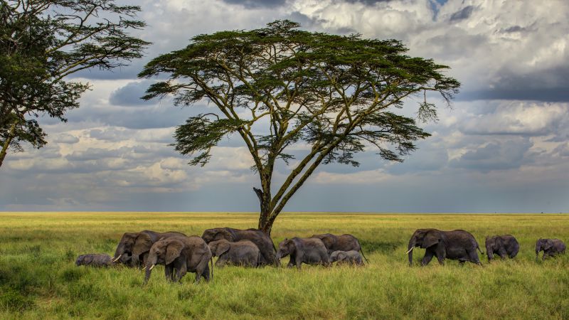 Слон, 5k, 4k, саванны, дерево, облака (horizontal)