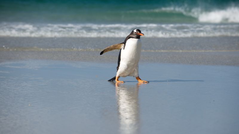 Пингвин, берег, море, океан, милые животные (horizontal)
