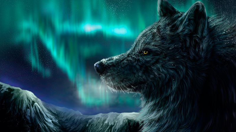 Волк, полярное сияние, взгляд (horizontal)
