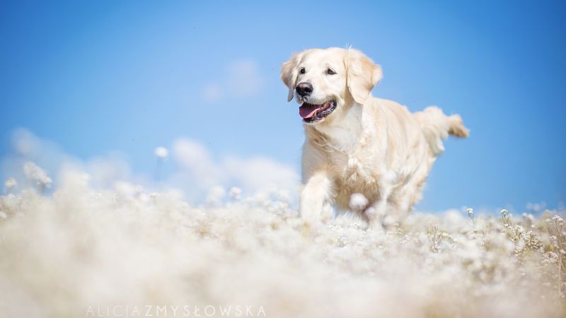 Лабрадор, собака, поле, милые животные, забавный (horizontal)