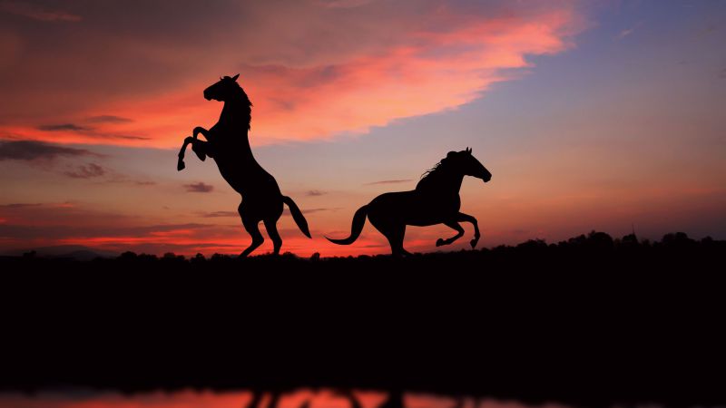 Лошадь, ночь, закат, милые животные (horizontal)
