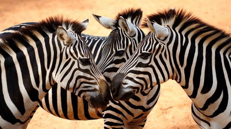 зебра, пара, милые животные (horizontal)