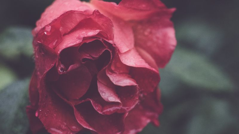 Роза, HD, 4k, макро, цветы (horizontal)
