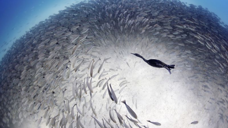 Морские ворчуны, Мексика, Глаз рыбного шара (horizontal)